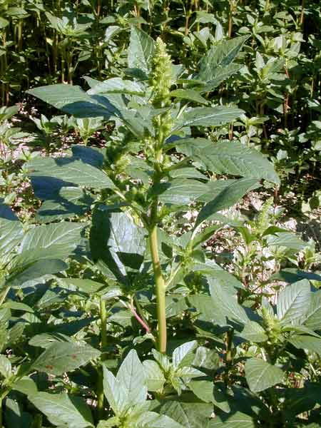 Red root pigweed